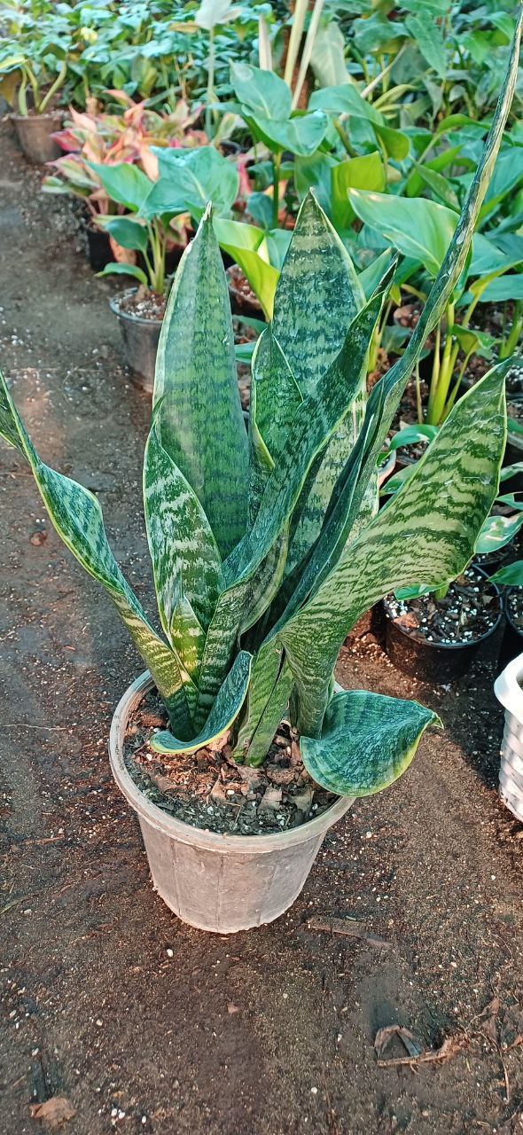 گل سانسوریا امریکن سطل۴