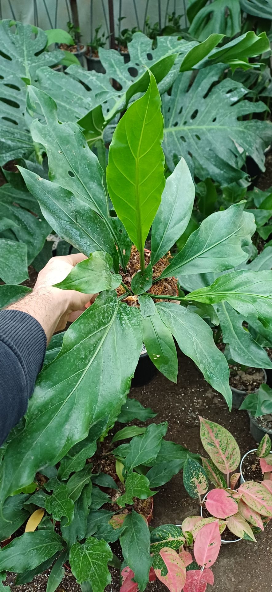 تصویر گل آپارتمانی آنتوریوم موج عشق گلدون۱۴ 