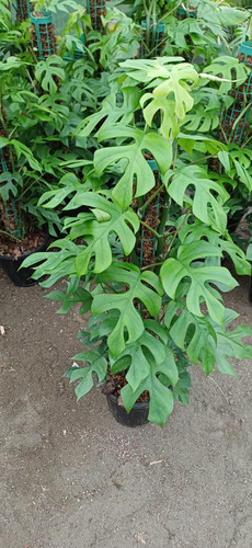 گل آپارتمانی رافیدو