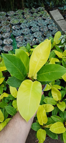 فیلودندرون نئون