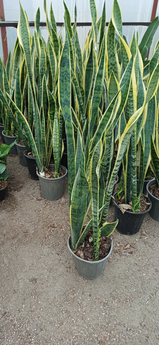 سانسوریا ابلق