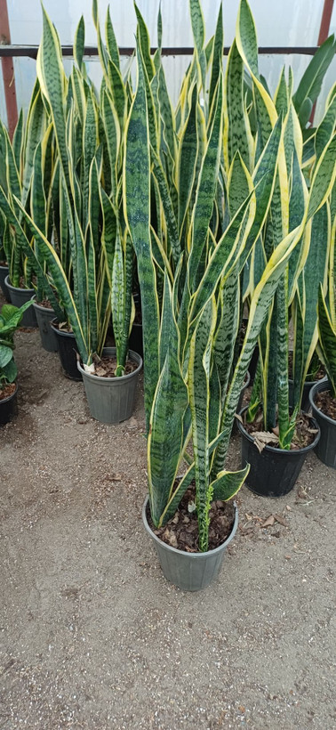 سانسوریا ابلق