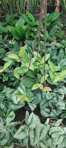 گل هویا کارنوزا