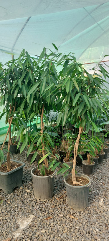 بنجامین آمستل