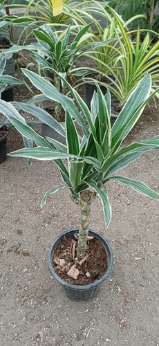 گل دراماسیس