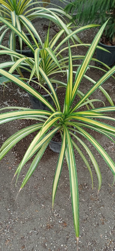 گل پاندانوس