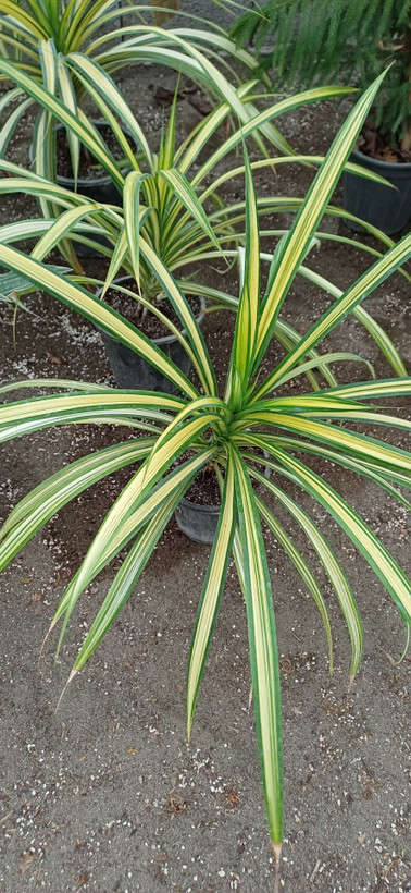 گل پاندانوس