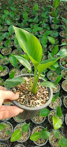 نخل نیکولای