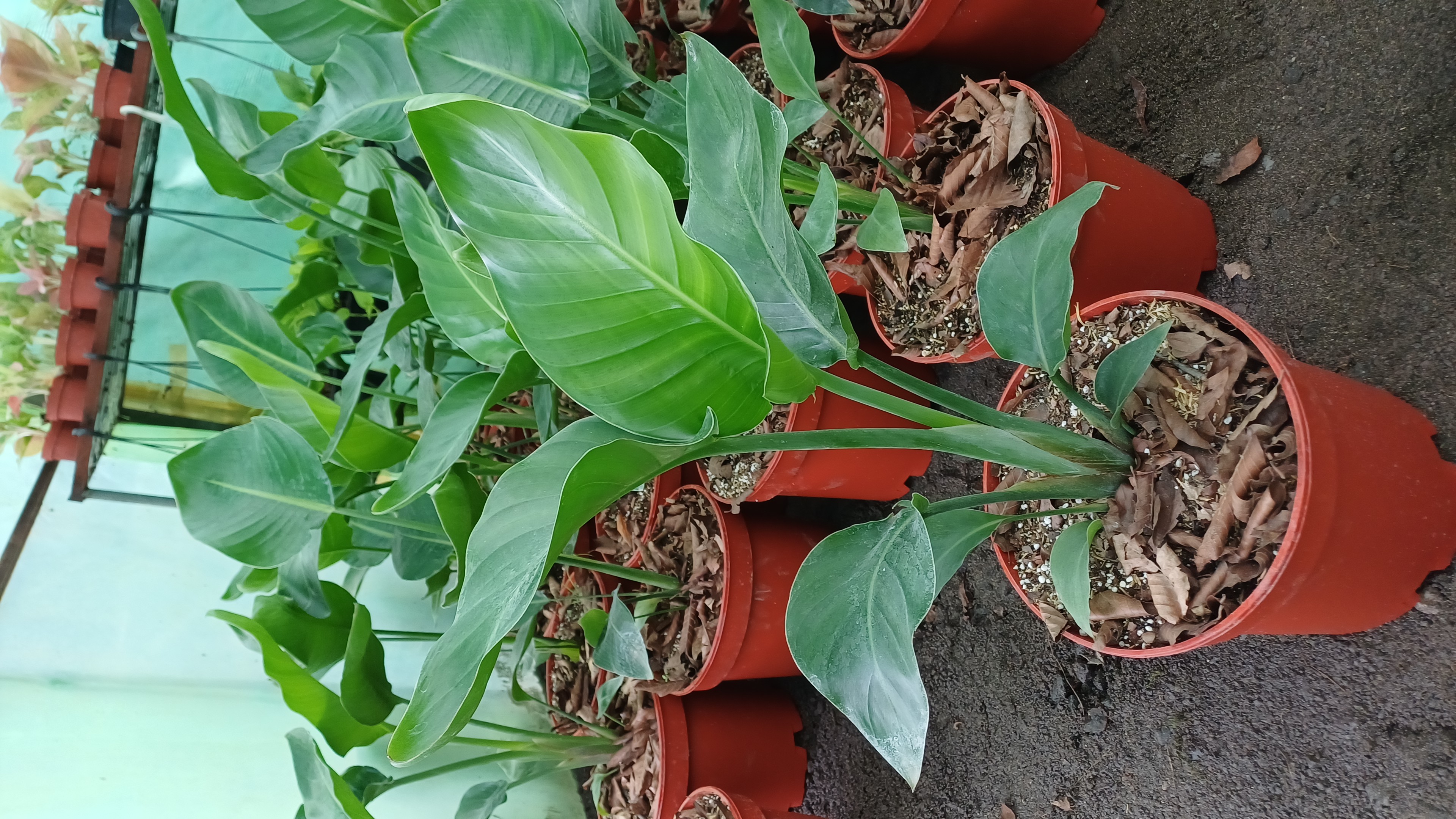 گل آپارتمانی نخل نیکولای گلدون۲۶پاچیرا