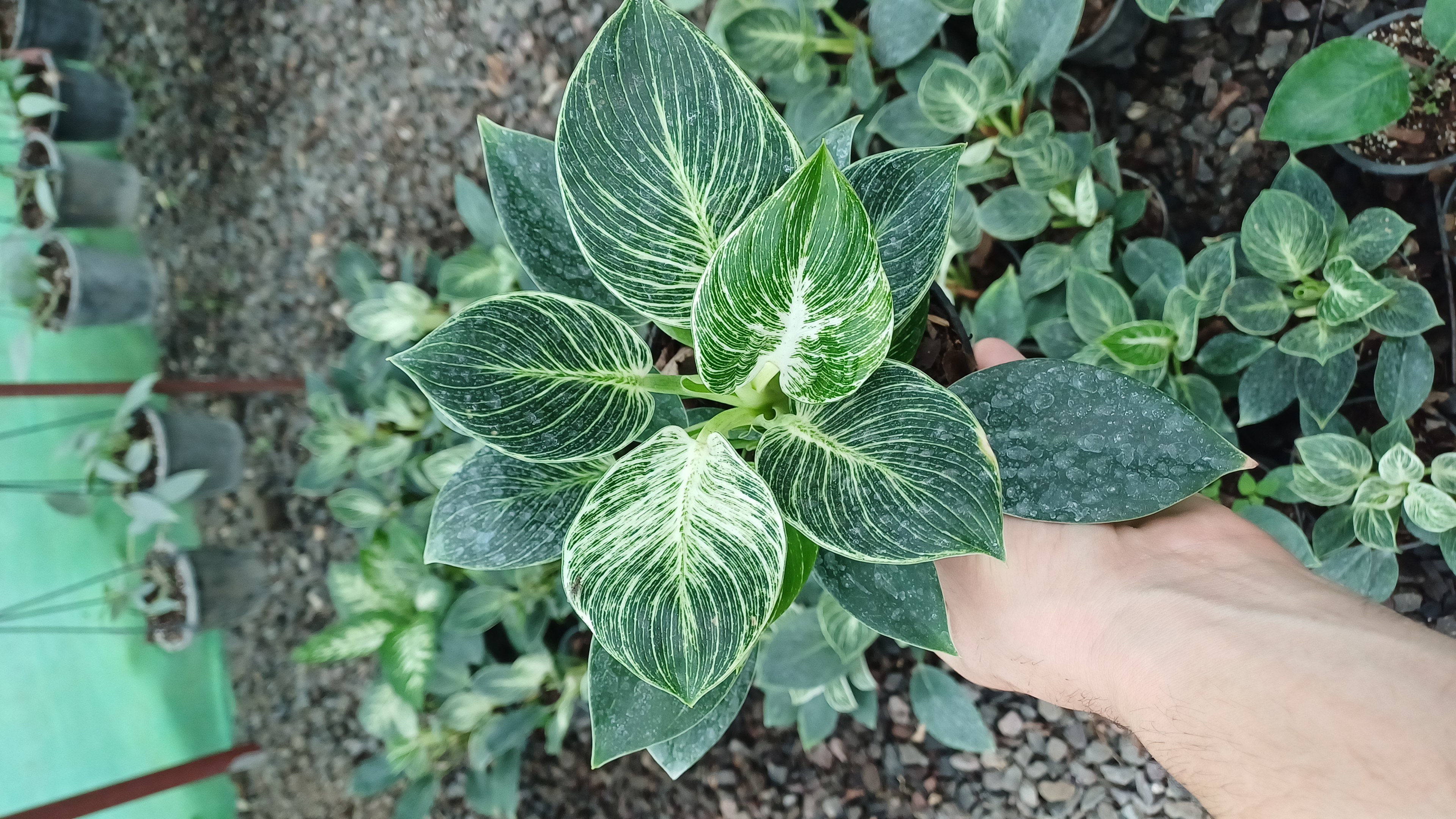 گل آپارتمانی فیلودندرون برکین گلدون۱۴